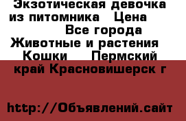 Экзотическая девочка из питомника › Цена ­ 25 000 - Все города Животные и растения » Кошки   . Пермский край,Красновишерск г.